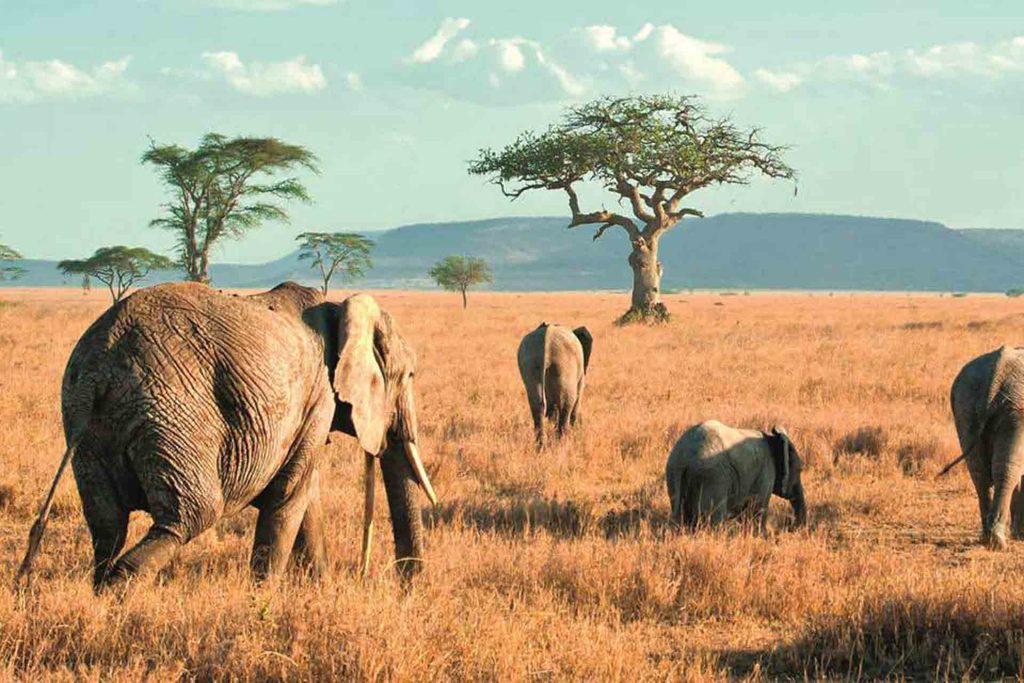 Tarangire National Park: The Land of Giants and Ancient Baobabs