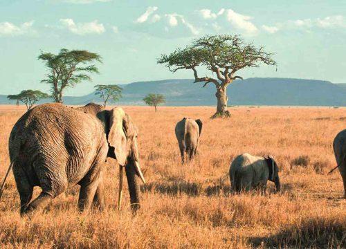 Tarangire National Park: The Land of Giants and Ancient Baobabs