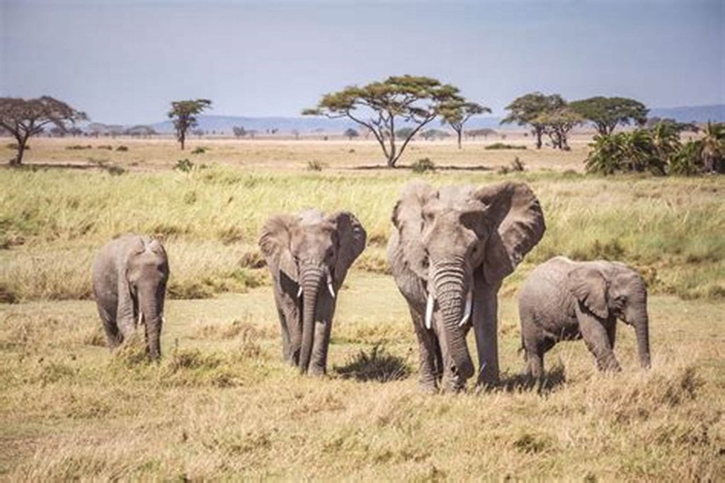 Serengeti National Park: Experience Tanzania’s Legendary Safari Destination