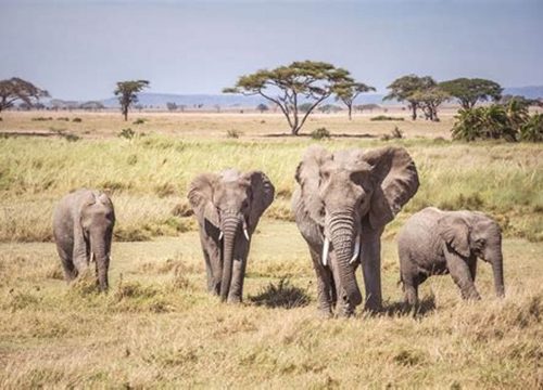 Serengeti National Park: Experience Tanzania’s Legendary Safari Destination