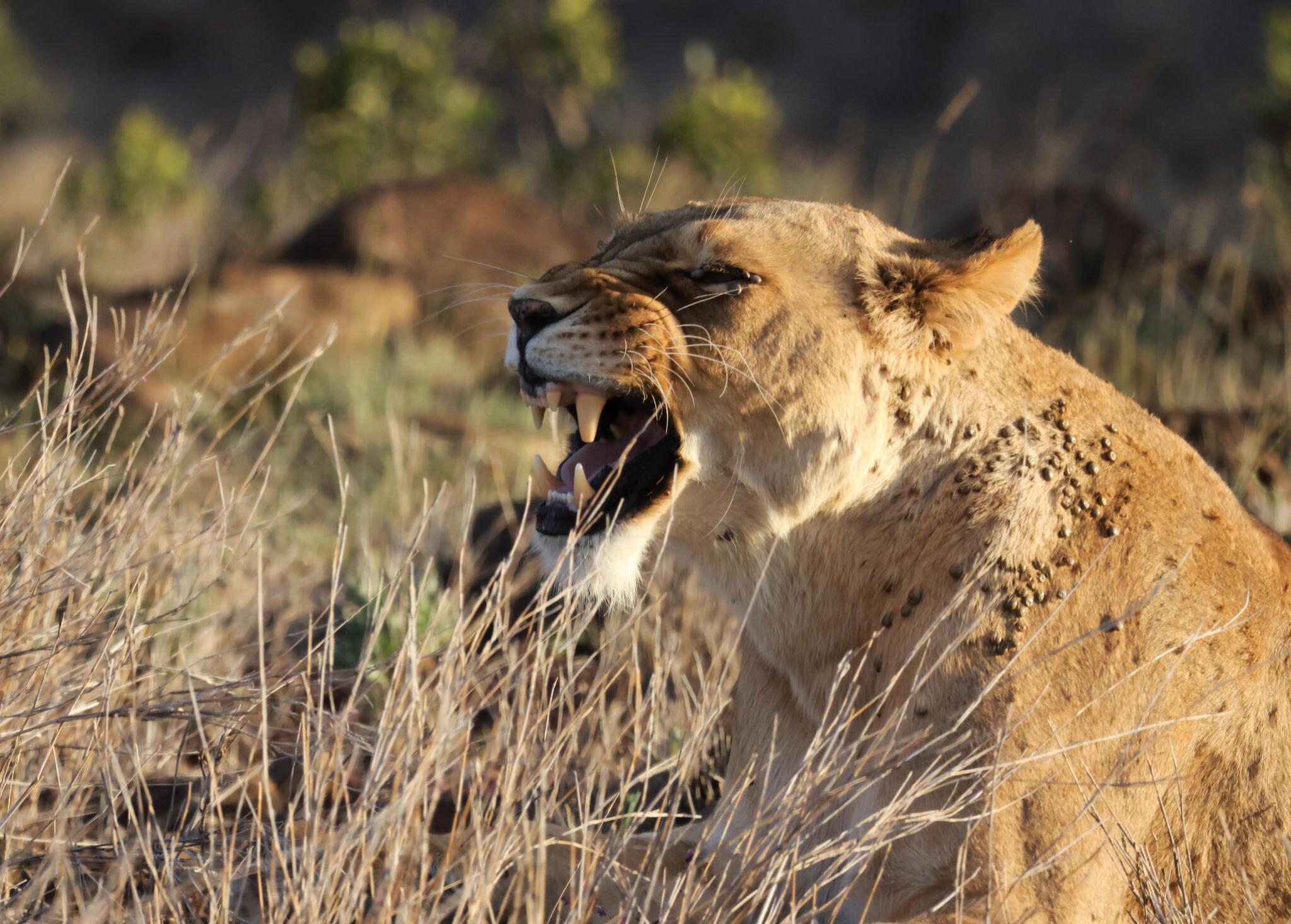 7 Days 6 Nights Luxury Honeymoon Safari
