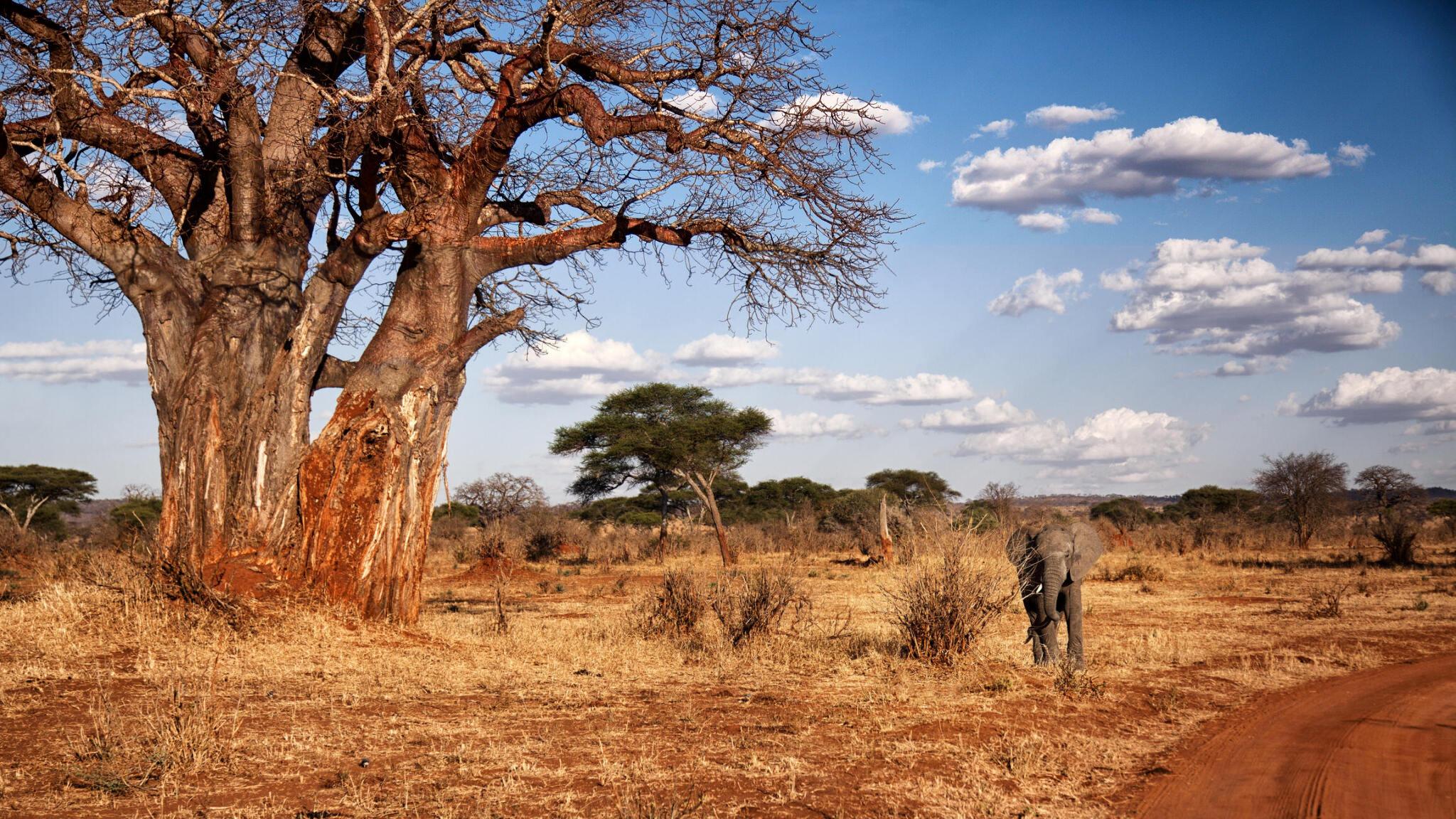 6 Days Luxury Tanzania Wildlife Safari