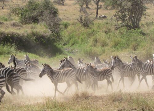 4 Days Family Tanzania Safari