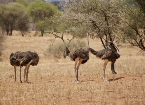 5 Days Serengeti & Ngorongoro Safari
