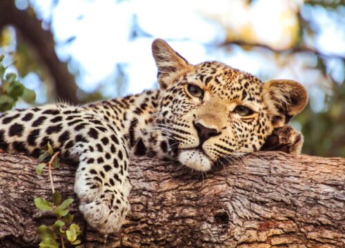3 Days Tarangire, Ngorongoro & Lake Manyara Safari