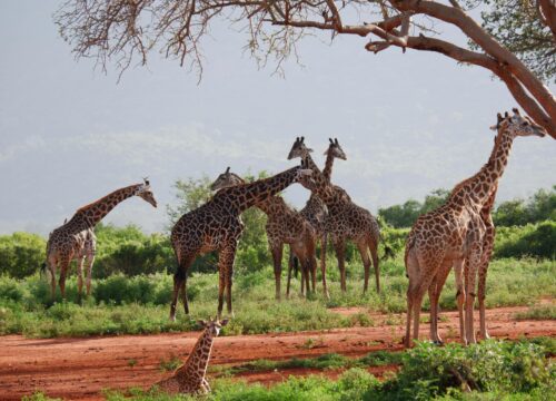 10 Days Tanzania Safari & Zanzibar Holiday