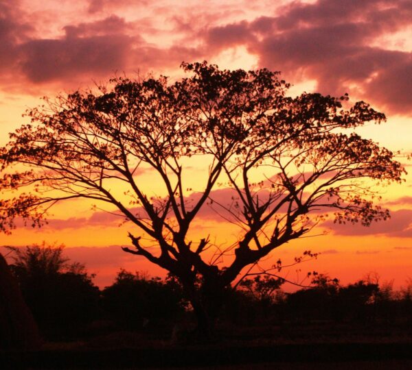 6 Days / 5 Nights Luxury Honeymoon Safari