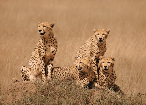 6 Days Luxury Tanzania Wildlife Safari