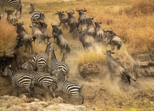 8 Days Great Migration Safari | Wakati Safari Adventure