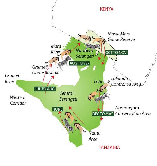 Understanding the Great Wildebeest Migration Map: Month-by-Month Migration Route Through Serengeti and Masai Mara